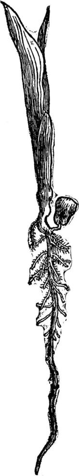 illustration vintage de germes de maïs. vecteur