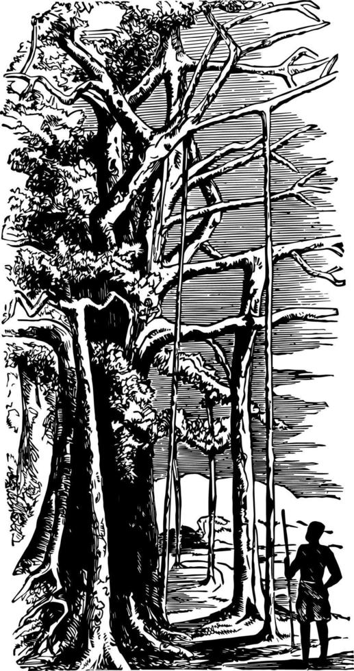 illustration vintage de banian. vecteur