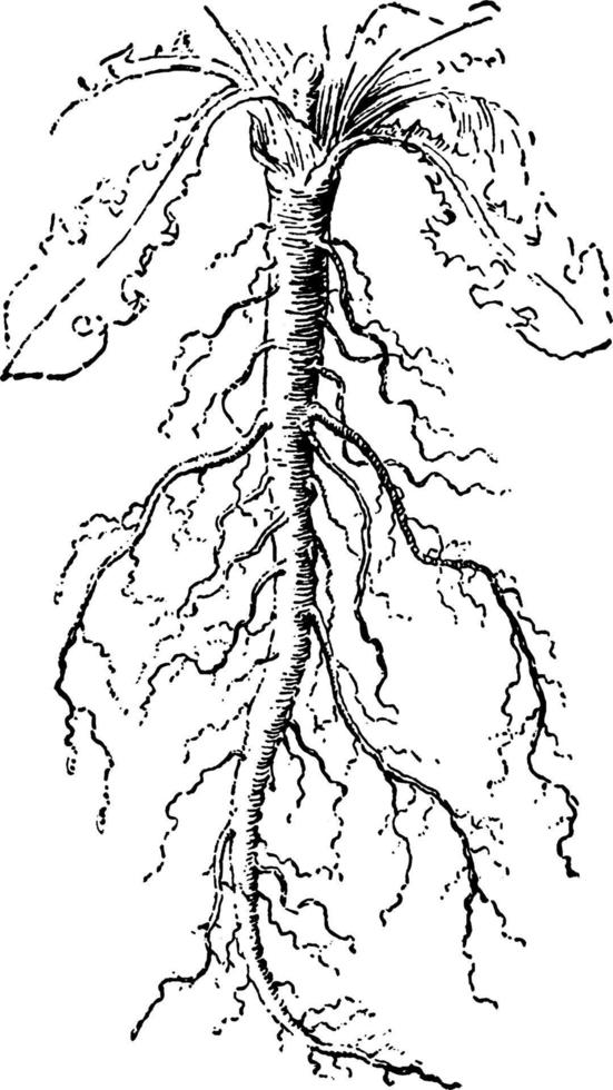 illustration vintage de la racine pivotante. vecteur