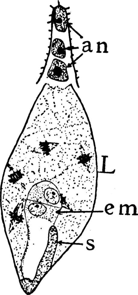 étape de formation de mégaspores 12 illustration vintage. vecteur