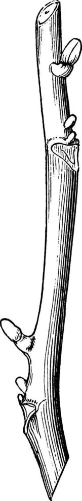 illustration vintage de branche de noyer cendré. vecteur