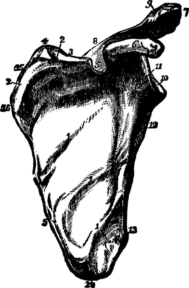 os de l'épaule, illustration vintage. vecteur