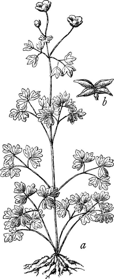 faux, rue, anémone, ennemi, biternatum, plante, fruit, ranunculaceae, illustration vintage de renoncules. vecteur