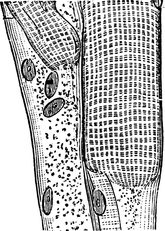 fibre musculaire rayée, illustration vintage. vecteur