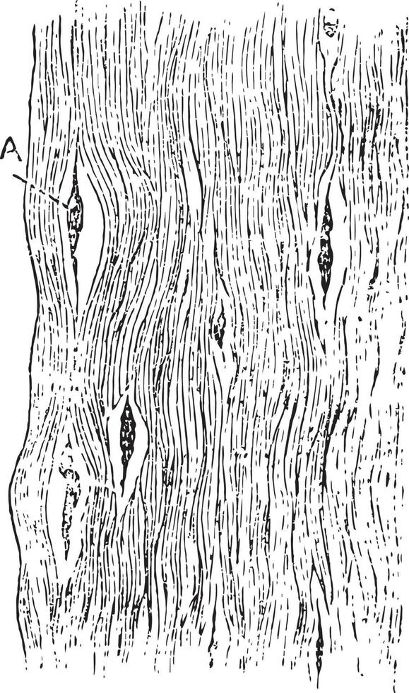 tissu fibreux de la cornée, illustration vintage vecteur
