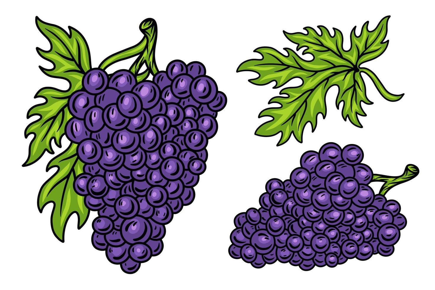 ensemble coloré de vigne de grappe de raisin rétro vintage avec illustration vectorielle de feuilles isolées sur fond blanc. élément de conception. vecteur