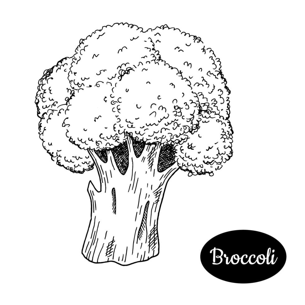 brocoli. illustration vectorielle de style croquis dessinés à la main. dessin isolé sur fond blanc. aliments écologiques vitaminés et végétaux sains. vecteur