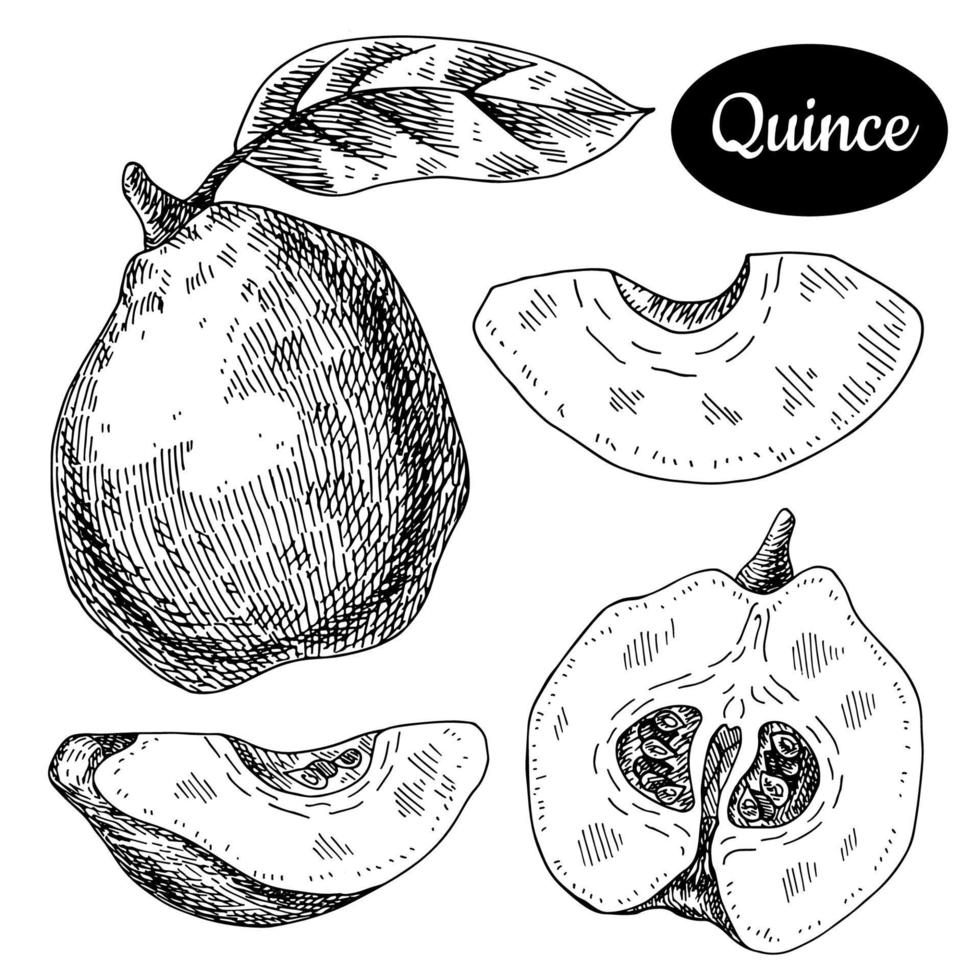 coing frais. illustration vectorielle de fruits d'été tropicaux de style croquis dessinés à la main. dessin isolé sur fond blanc. aliments écologiques en vitamines et fruits sains. produits du marché fermier. vecteur