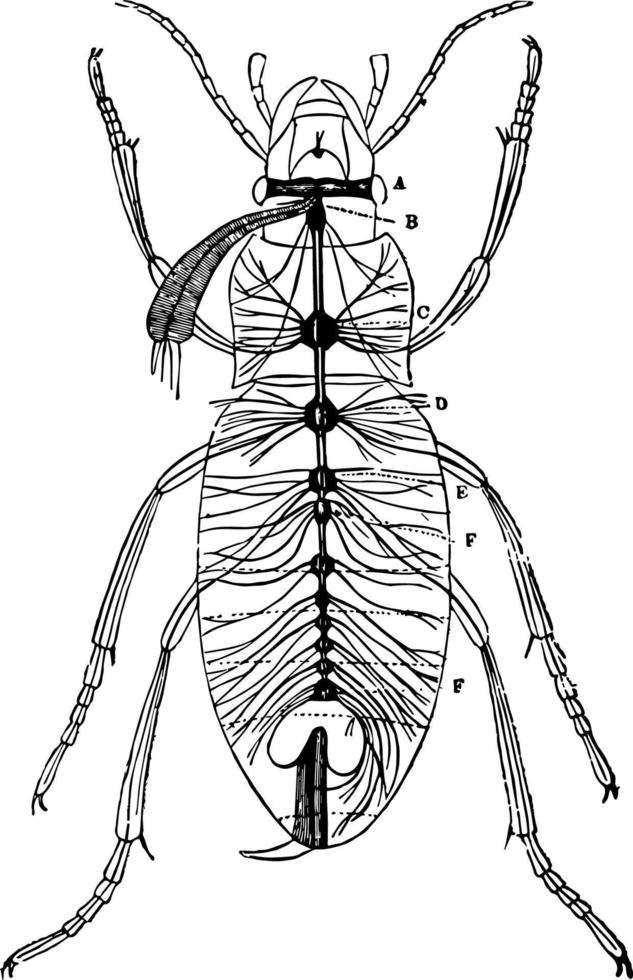 système nerveux de carabus auratus illustration vintage. vecteur