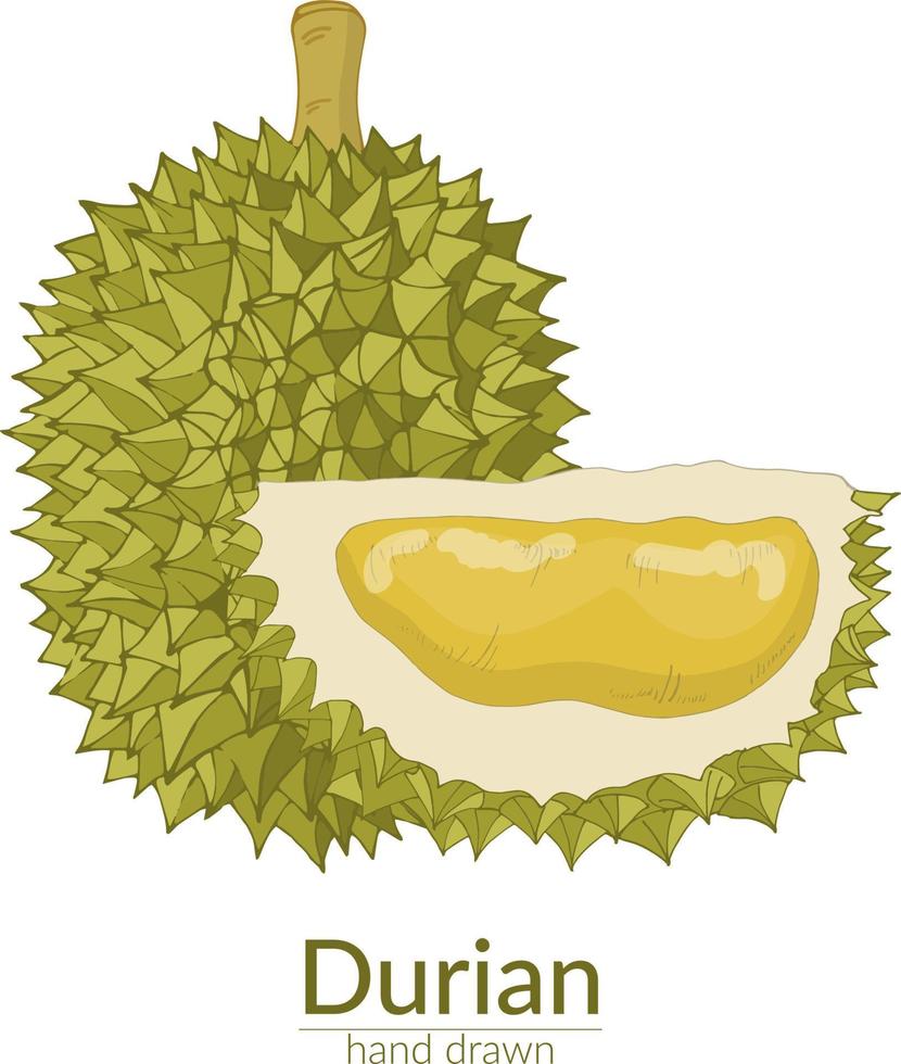 durian entier et coupé. illustration de vecteur dessiné à la main