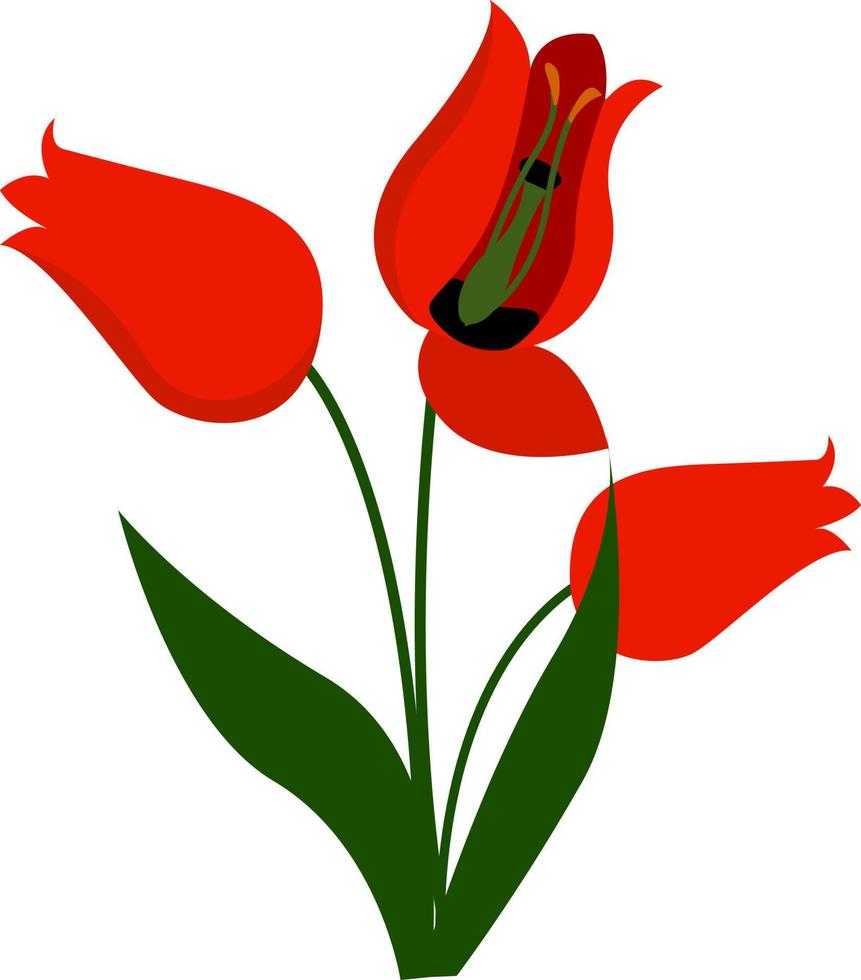 fleur rouge, illustration, vecteur sur fond blanc.