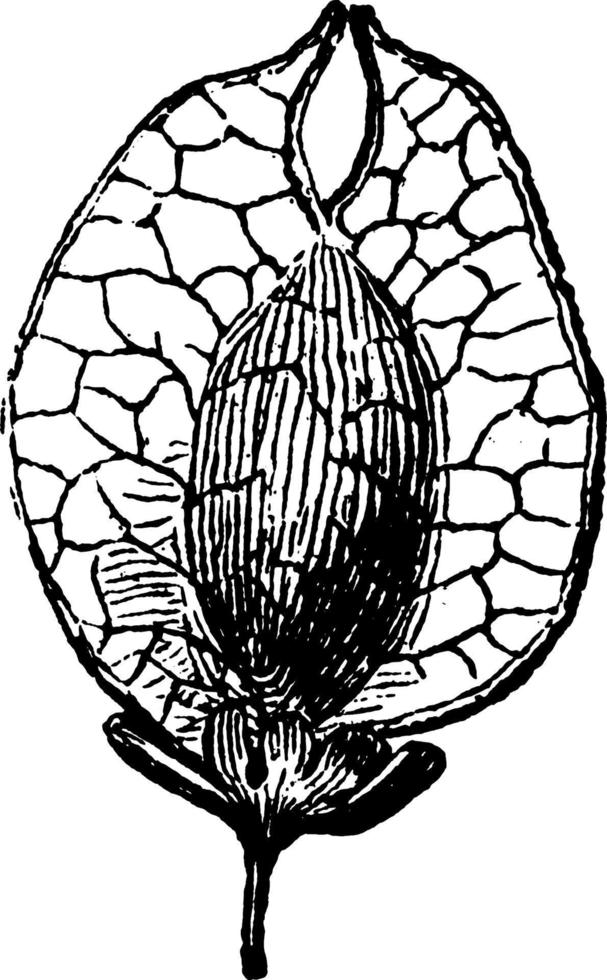 illustration vintage d'orme américain. vecteur