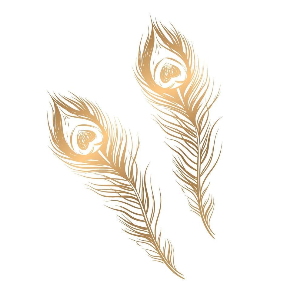 dessin vectoriel de plumes de paon doré sur fond blanc