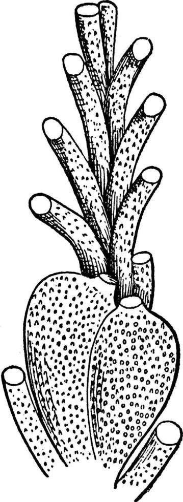 bryozoaire, illustration vintage. vecteur