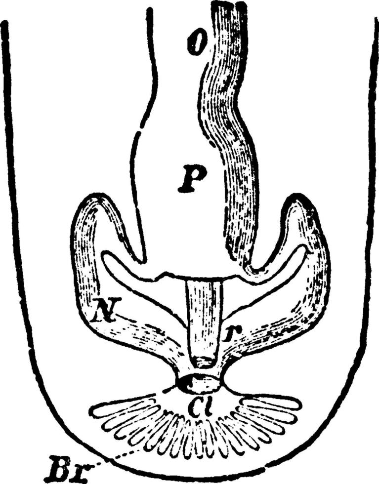 organes excréteurs et reproducteurs de chiton, illustration vintage. vecteur