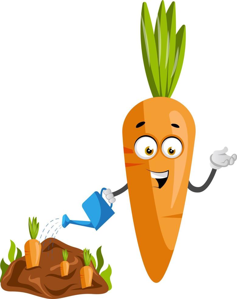 Arrosage de carottes, illustration, vecteur sur fond blanc.