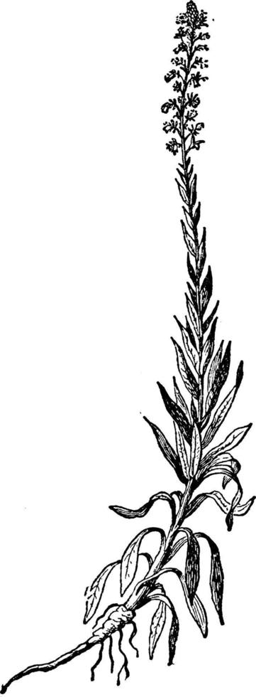 illustration vintage de l'herbe du teinturier. vecteur