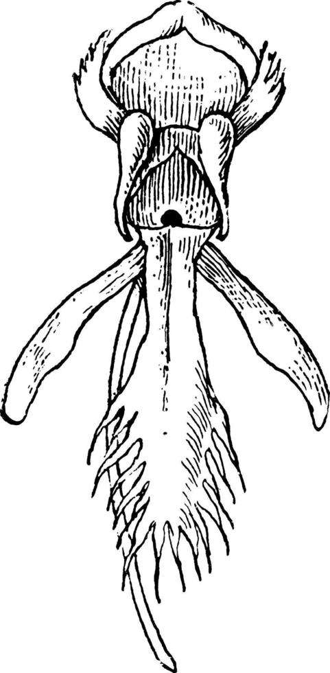 illustration vintage d'orchidée frangée. vecteur