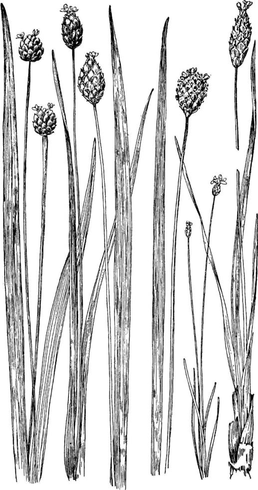 illustration vintage d'herbe aux yeux jaunes. vecteur