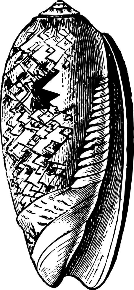 illustration vintage de porphyrie d'oliva. vecteur