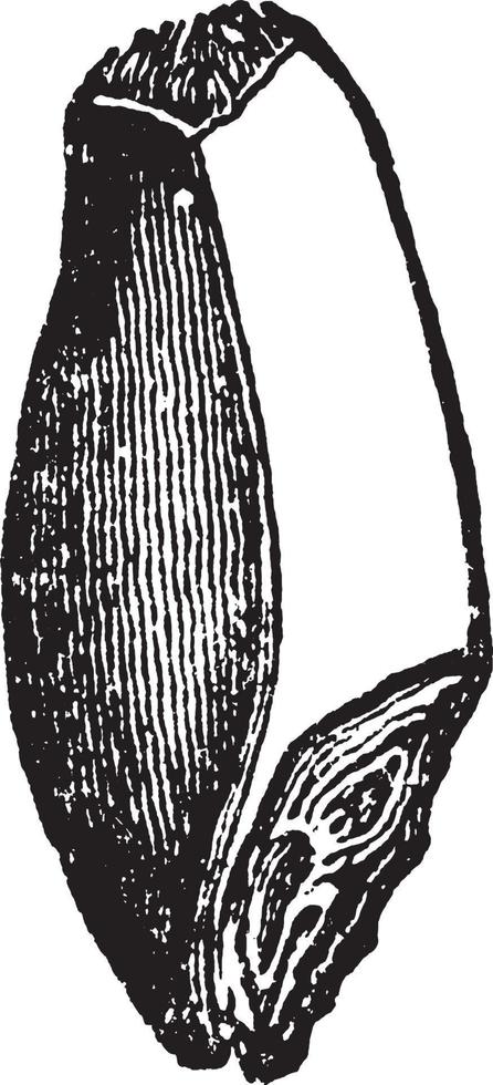 illustration vintage de grain de blé. vecteur
