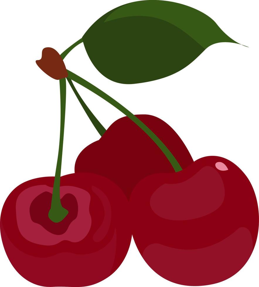 Cerises sur l'arbre, illustration, vecteur sur fond blanc