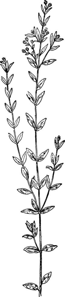 illustration vintage de pinweed. vecteur