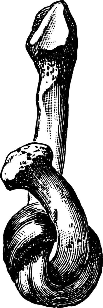 péroné ramolli, illustration vintage vecteur