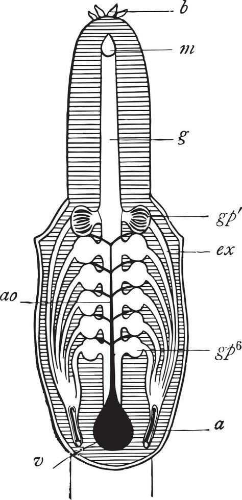 système respiratoire de la myxine, illustration vintage vecteur