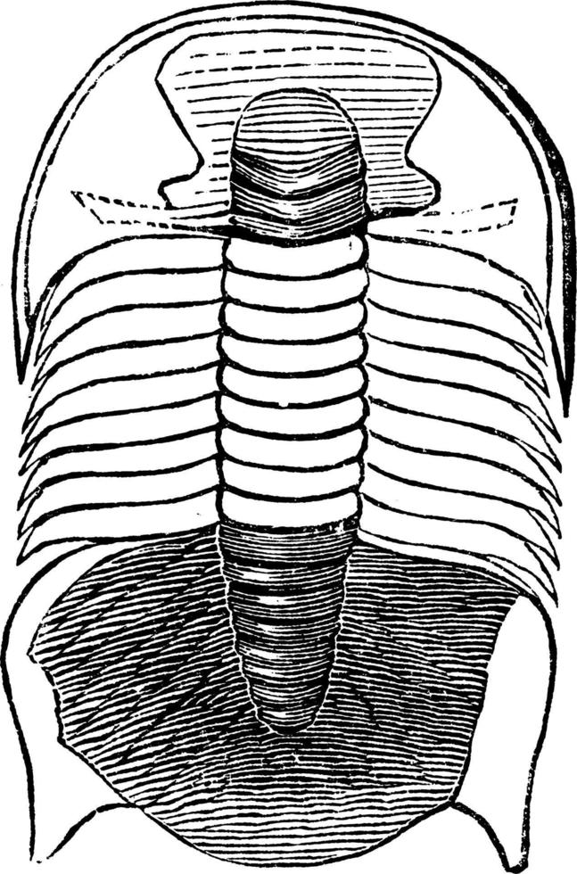paradoxides harlani, illustration vintage. vecteur