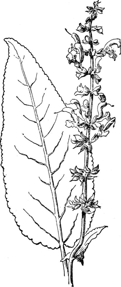 illustration vintage de salvia pratensis. vecteur