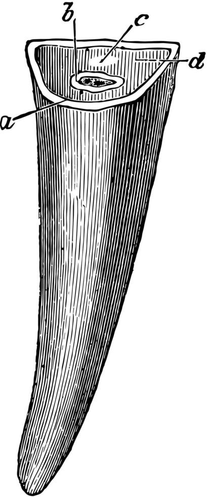 dent d'incisive de cheval, illustration vintage. vecteur