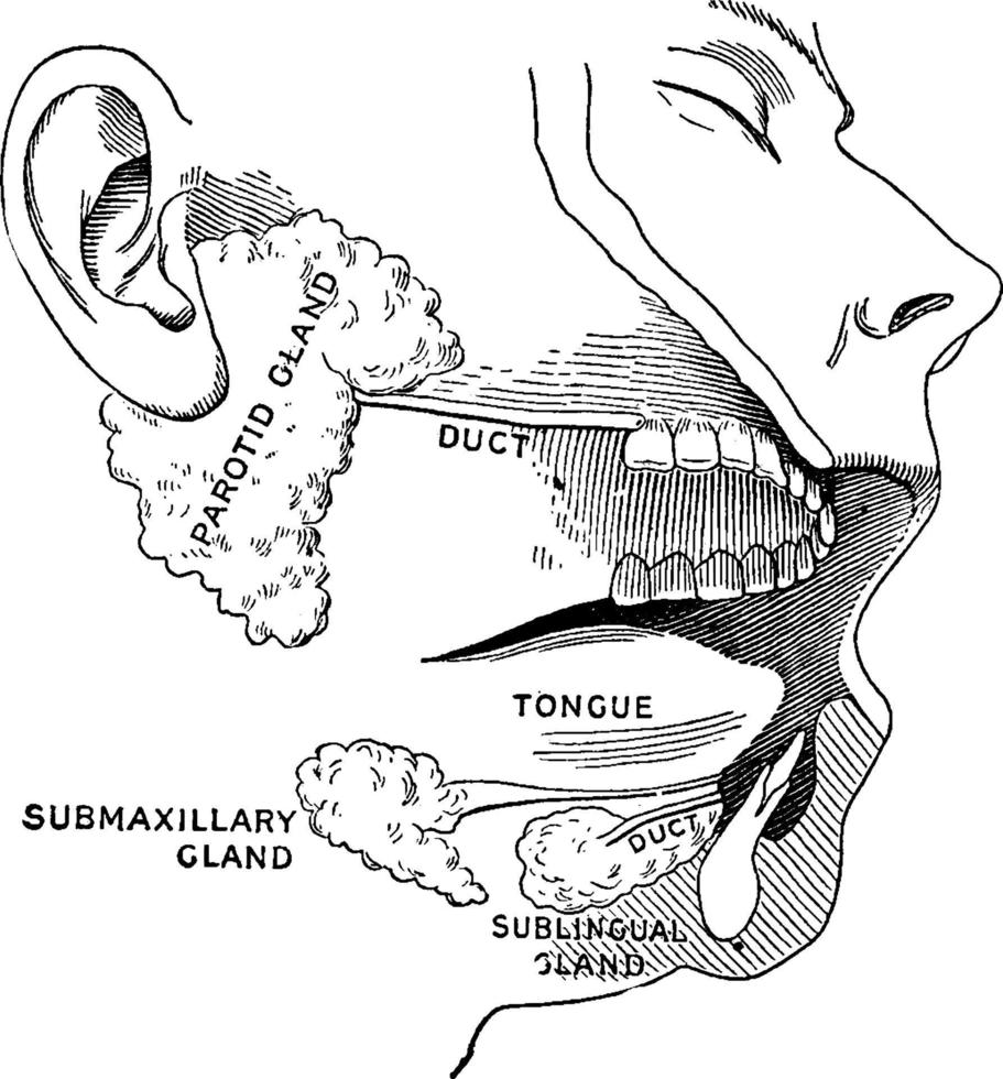glandes salivaires, illustration vintage. vecteur