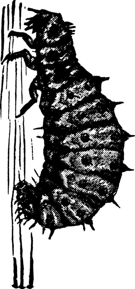 coccinelle vedalia, illustration vintage. vecteur