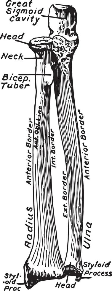 vue ventrale des os de l'avant-bras, illustration vintage. vecteur