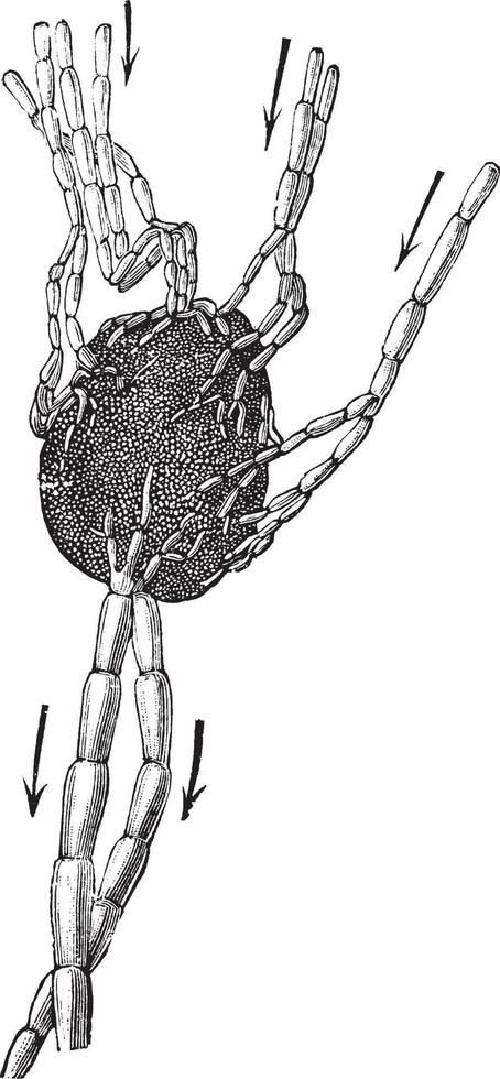 ganglion lymphatique, illustration vintage. vecteur