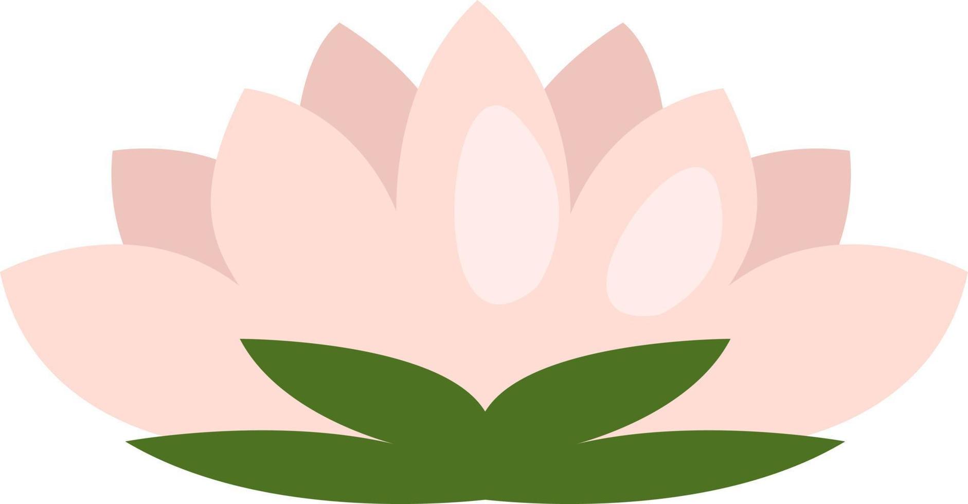 fleur de lotus rose, illustration, vecteur, sur fond blanc. vecteur