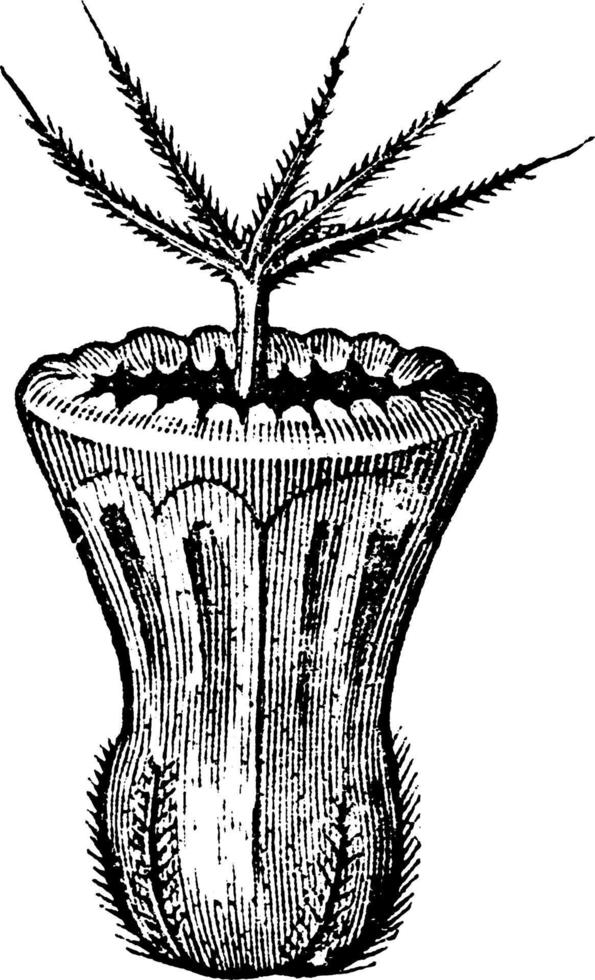 graine, champ, scabious, knautia, arvensis, plante vivace, plante, tige, raide, poils, incliné, illustration vintage vers le bas. vecteur