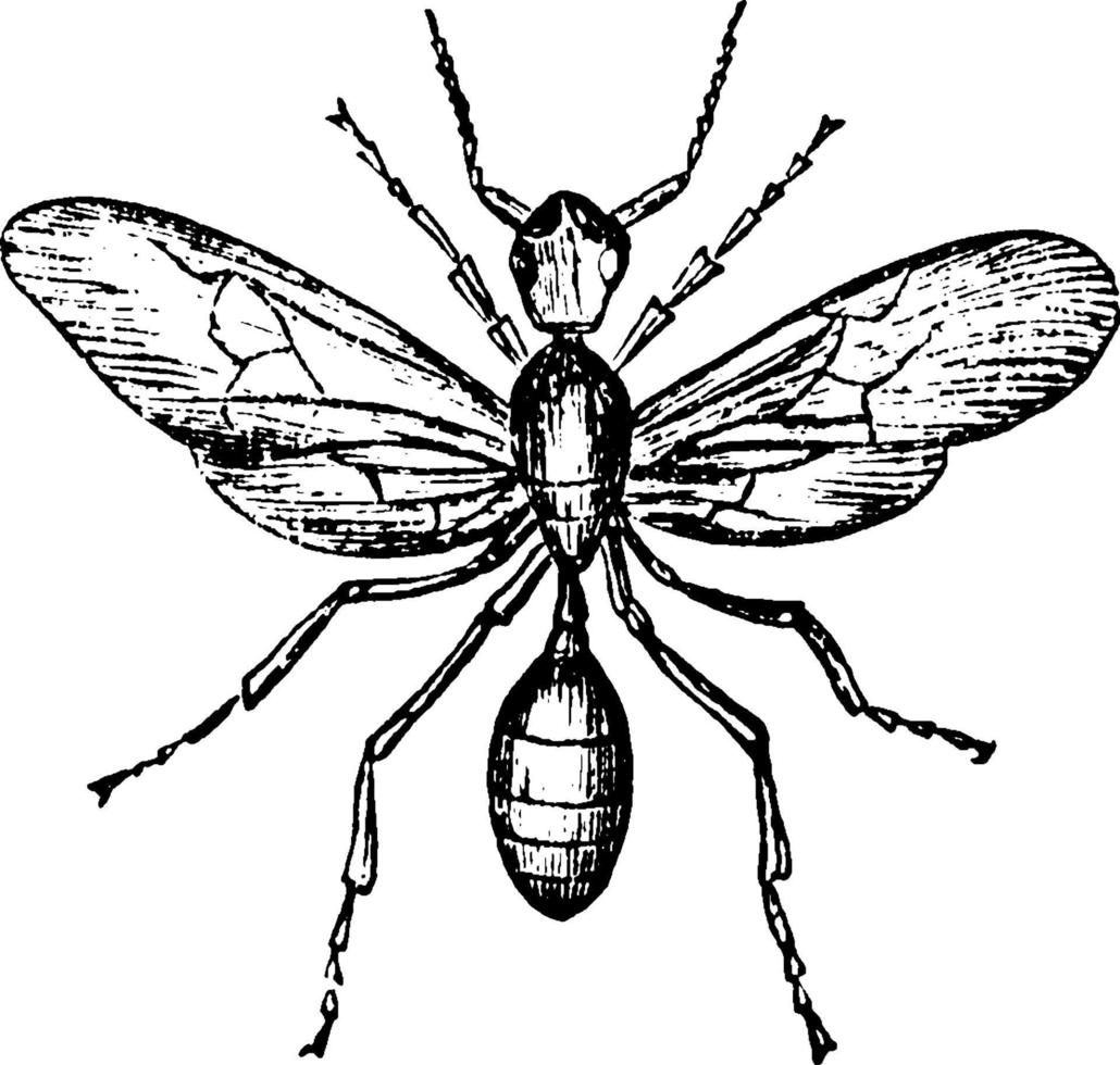 fourmi rouge, illustration vintage. vecteur