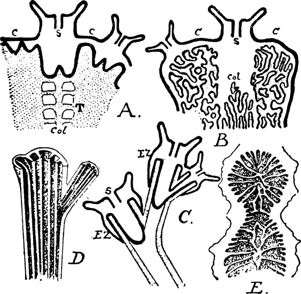 stylophora digitata, illustration vintage. vecteur