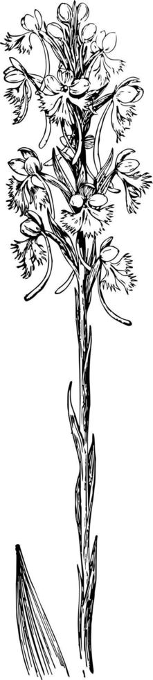 h. illustration vintage de leucophées. vecteur