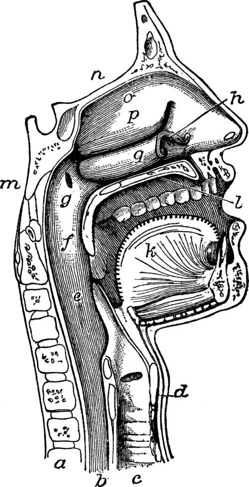 la bouche, le nez et le pharynx, illustration vintage. vecteur