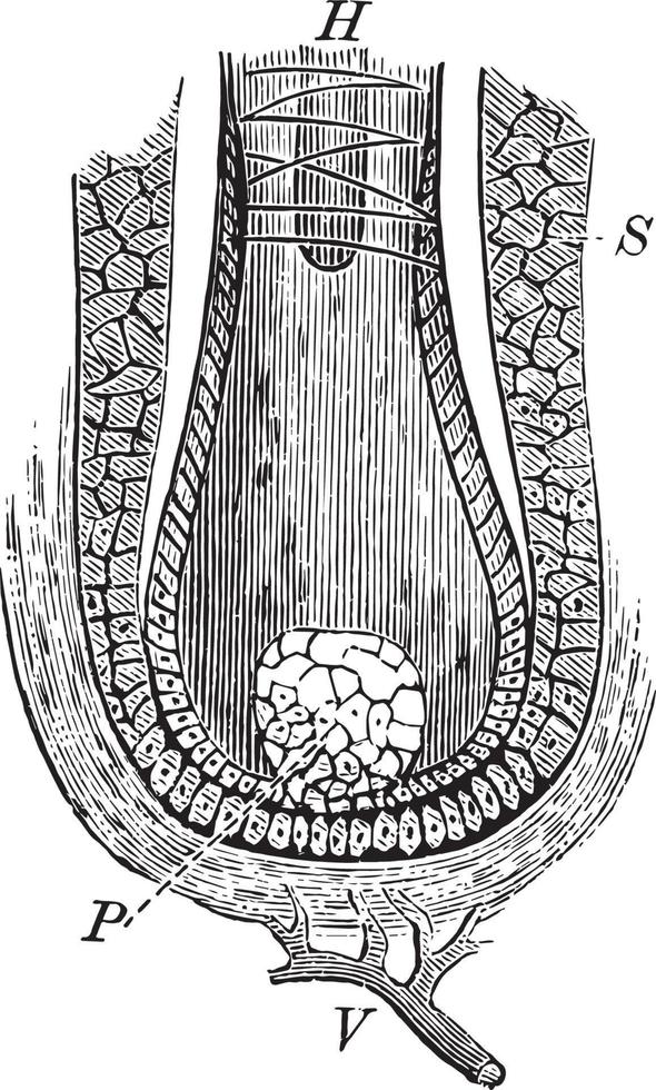 papille capillaire, illustration vintage. vecteur