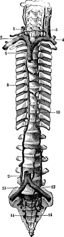 troncs veineux principaux, illustration vintage. vecteur