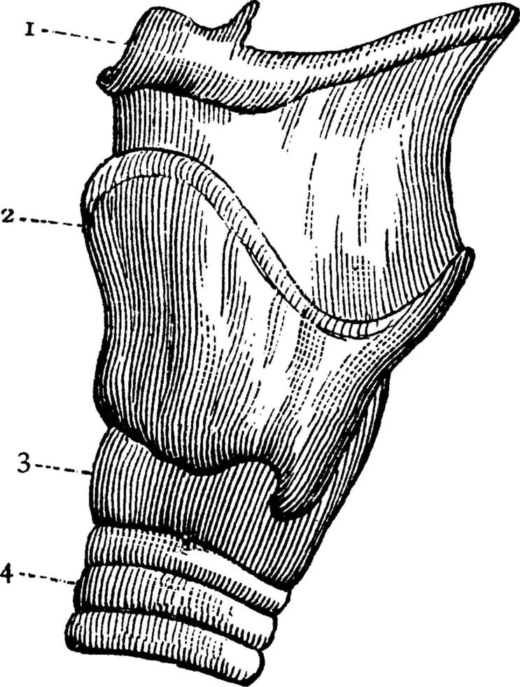 larynx, illustration vintage. vecteur