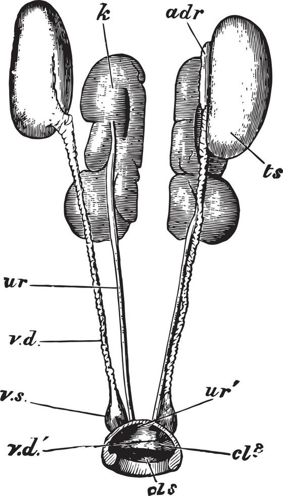 organes génitaux mâles de pigeon de roche, illustration vintage vecteur