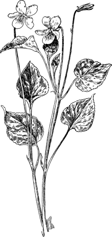 illustration vintage violet pâle. vecteur