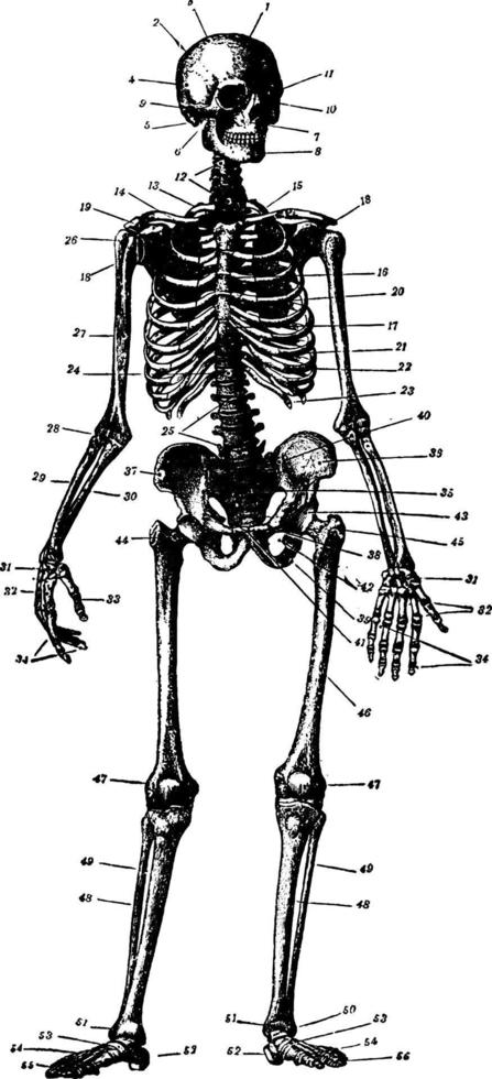 squelette, illustration vintage. vecteur