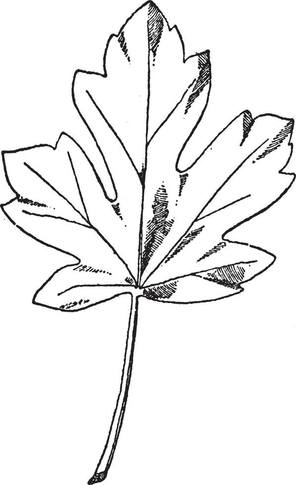les dessins de feuilles d'érable étaient souvent utilisés sur les frises, gravure d'époque. vecteur