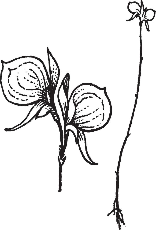 illustration vintage d'utricularia. vecteur